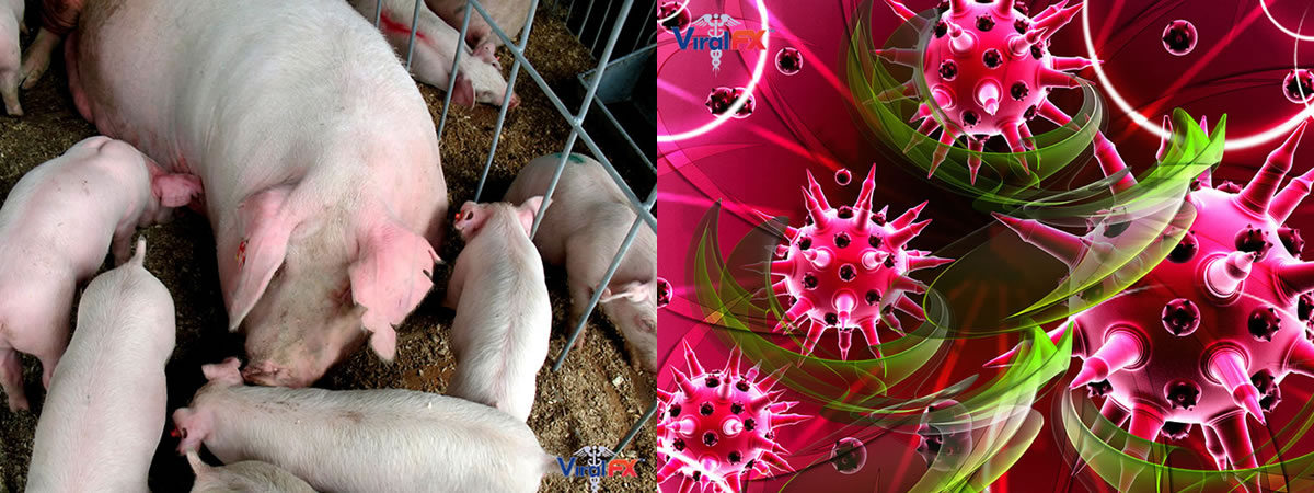 African Swine Fever Asf Antibacterial Antiviral Disinfectant For Farm Livestock Veterinary